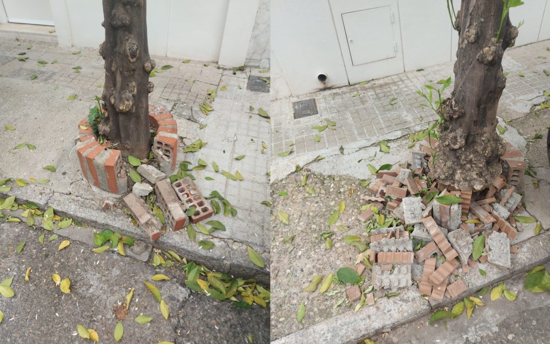 La A.V. Guadalquivir critica el proceso de recogida y poda de naranjos