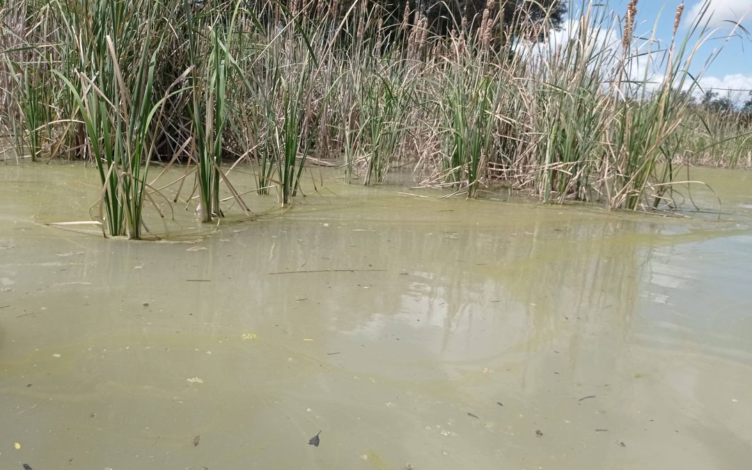 Ecologistas en Acción denuncia que la Junta posibilita la prescripción de medidas sancionadoras y de restauración del medio ambiente