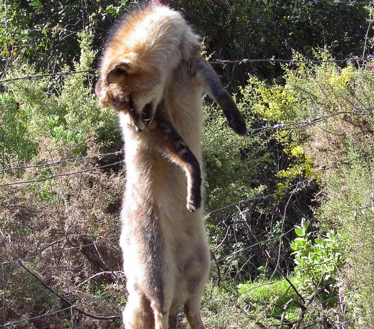 Ecologistas en Acción acusa a La Junta de pretender volver a los tiempos de las campañas de extinción de “alimañas”