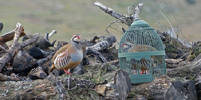 Ecologistas en Acción califica la declaración de Bien de Interés Cultural a la caza de la perdiz con reclamo es una aberración