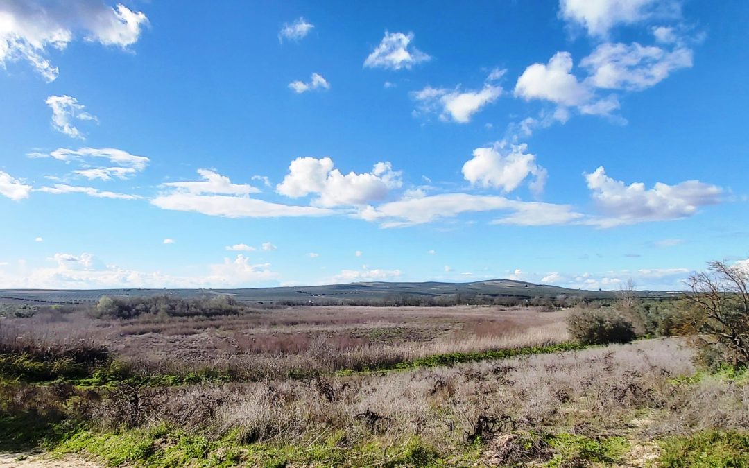 Ecologistas en Acción avisa que la laguna del Rincón sigue seca a pesar de las abundantes lluvias