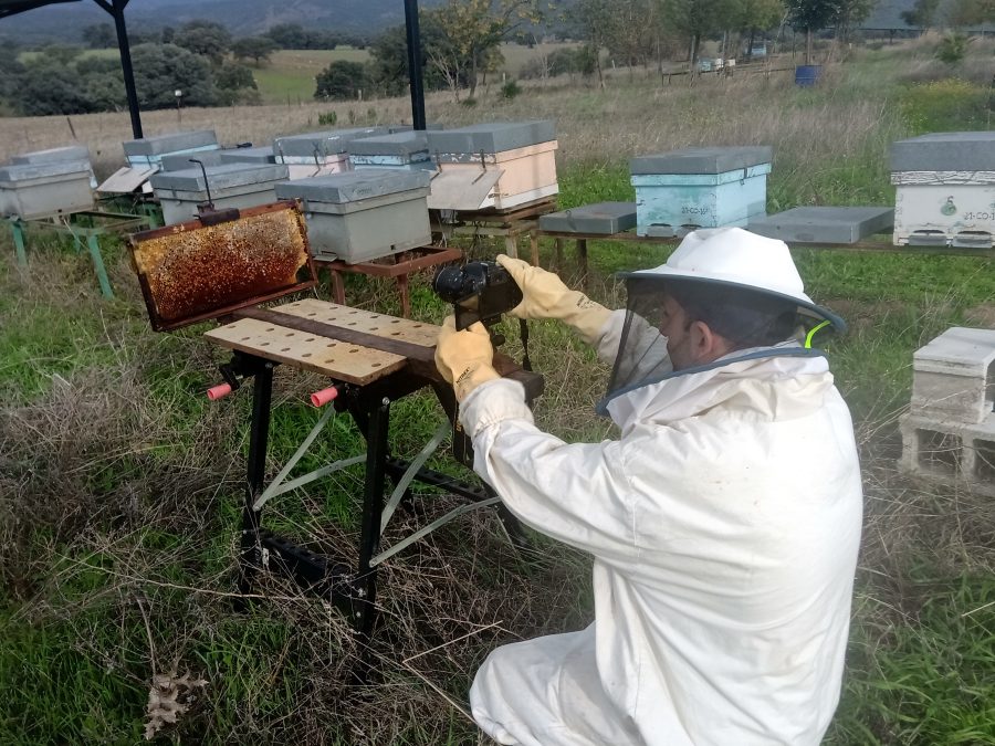 Un algoritmo basado en la IA ayuda a localizar las celdas llenas de miel en las colmenas
