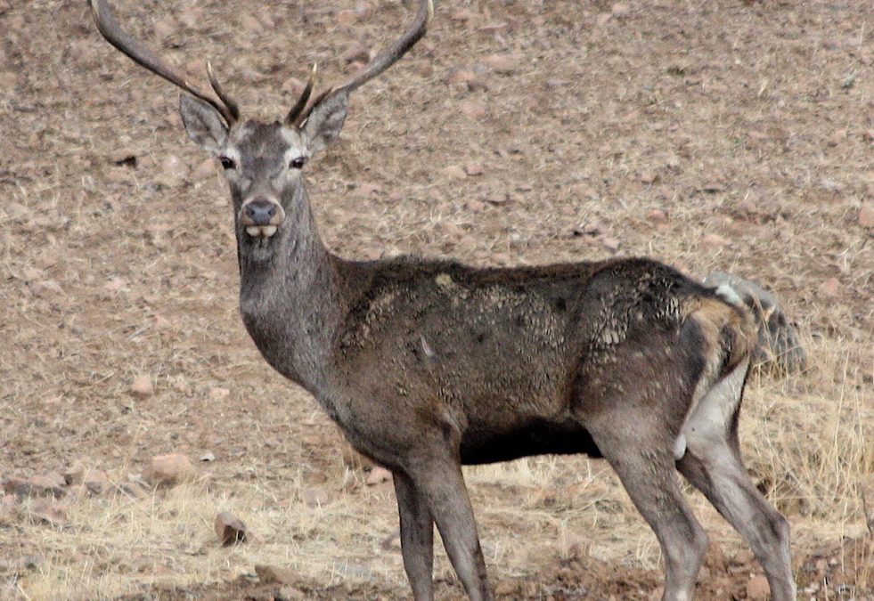 El ADN de los ciervos ibéricos ofrece pistas para su conservación