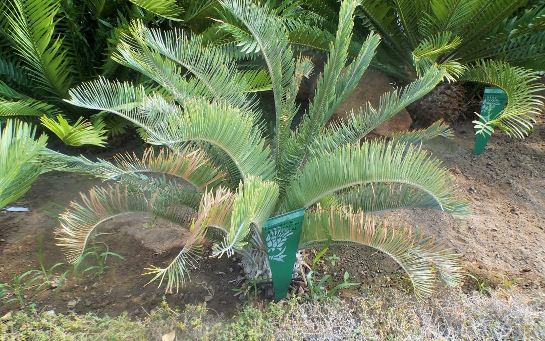 Carmen Galán impartirá una conferencia sobre la importancia de la Flora Silvestre en la Renaturalización de la ciudad